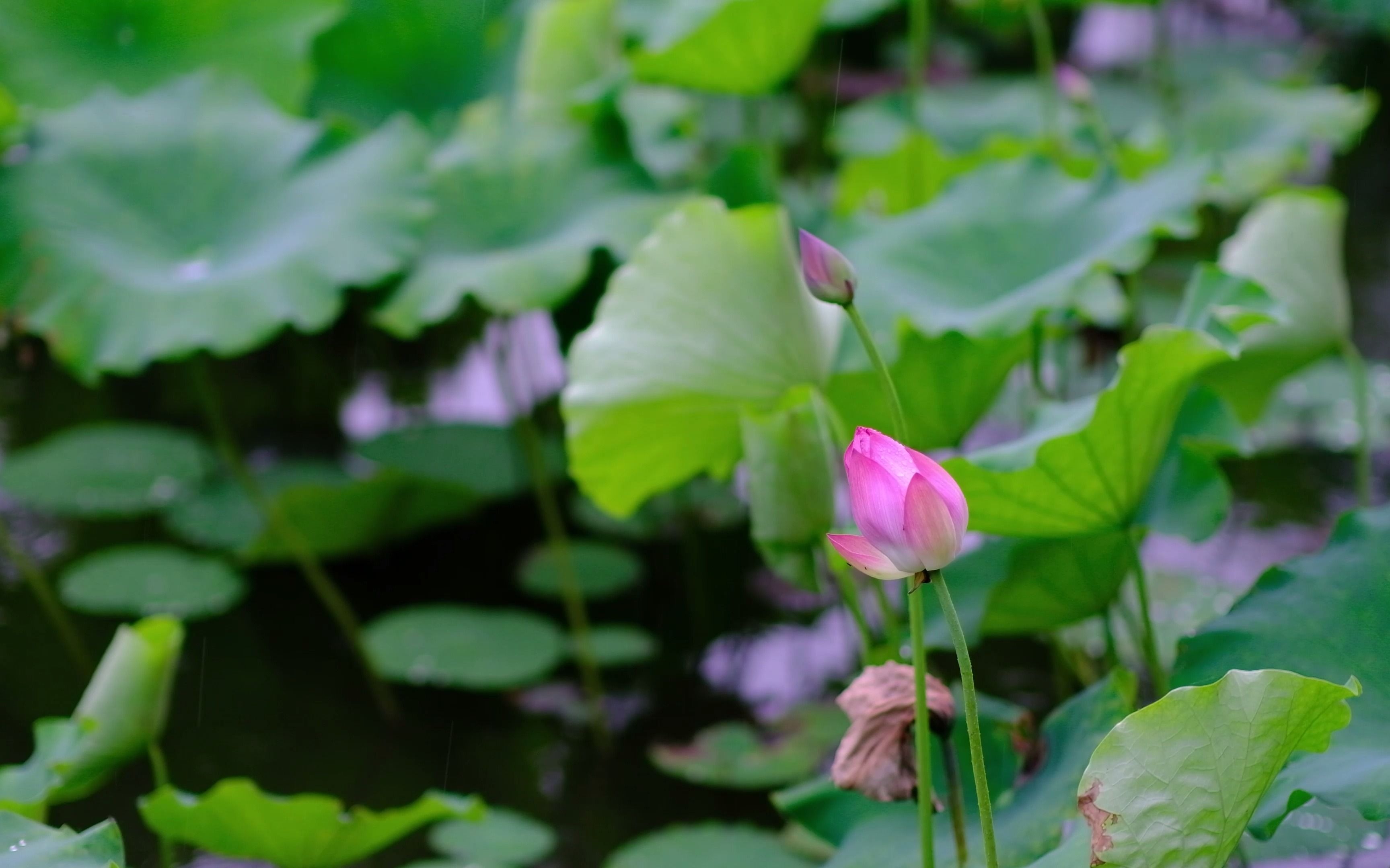 【雨中西湖】静静地观看 荷叶,荷花,鸭子,日落