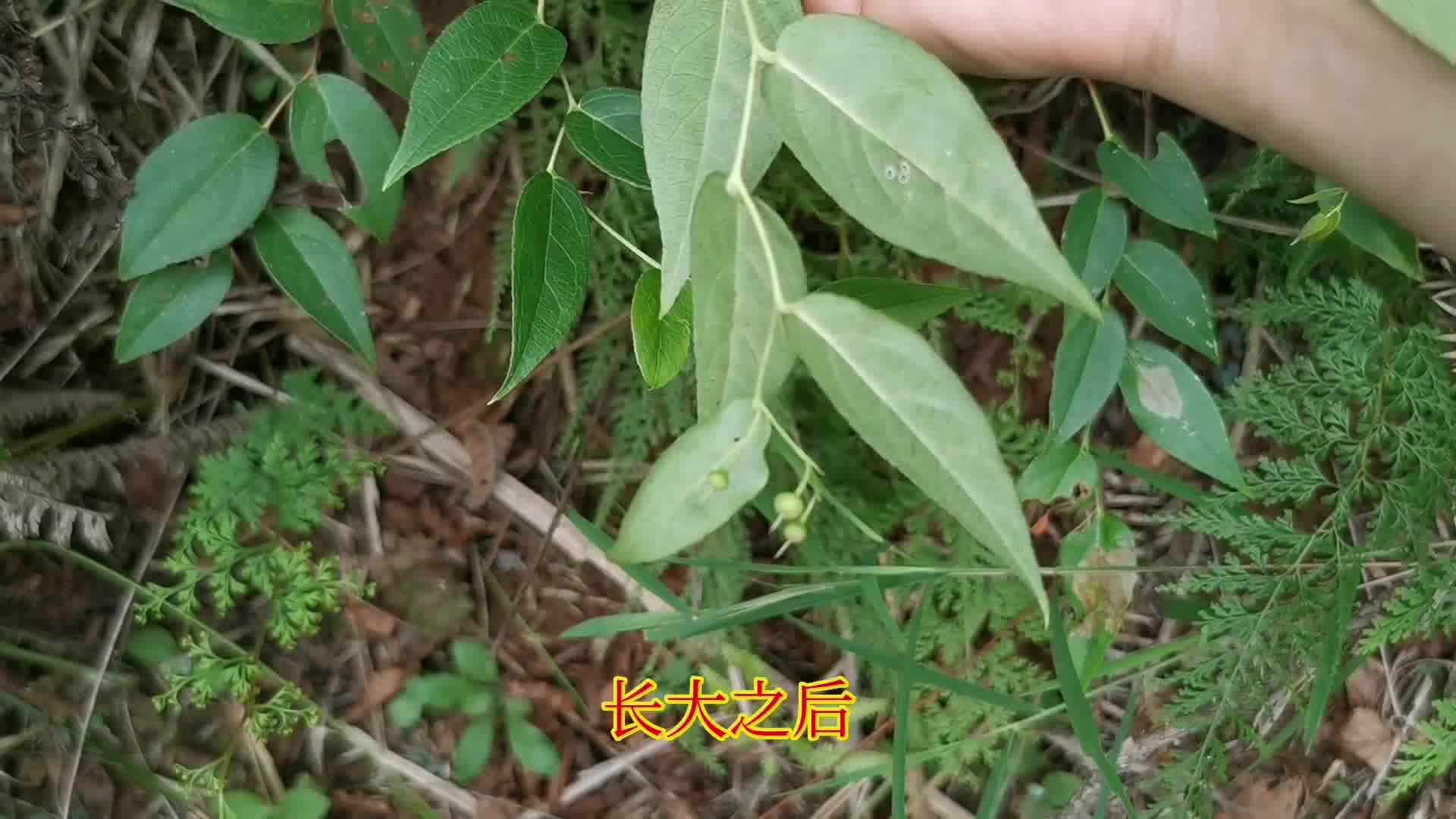 [图]贵州深山里的神奇草药透骨香，轻轻一碰香飘满山，看看你认识它吗