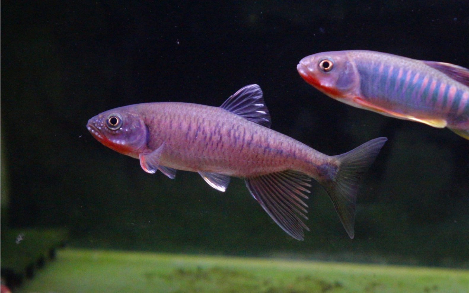 迷你汕尾异鱲对决类高屏鱲_哔哩哔哩_bilibili