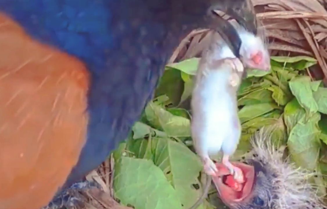 红毛鸡妈妈捕来一只老鼠喂给幼鸟