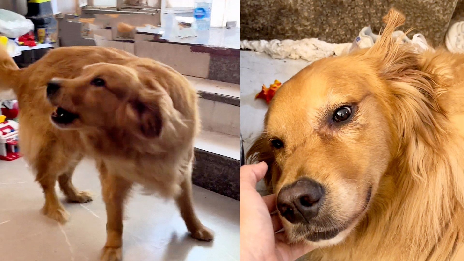 没让狗送儿子去上学,狗子大发脾气后偷偷流泪,饭都不吃等他回来网友