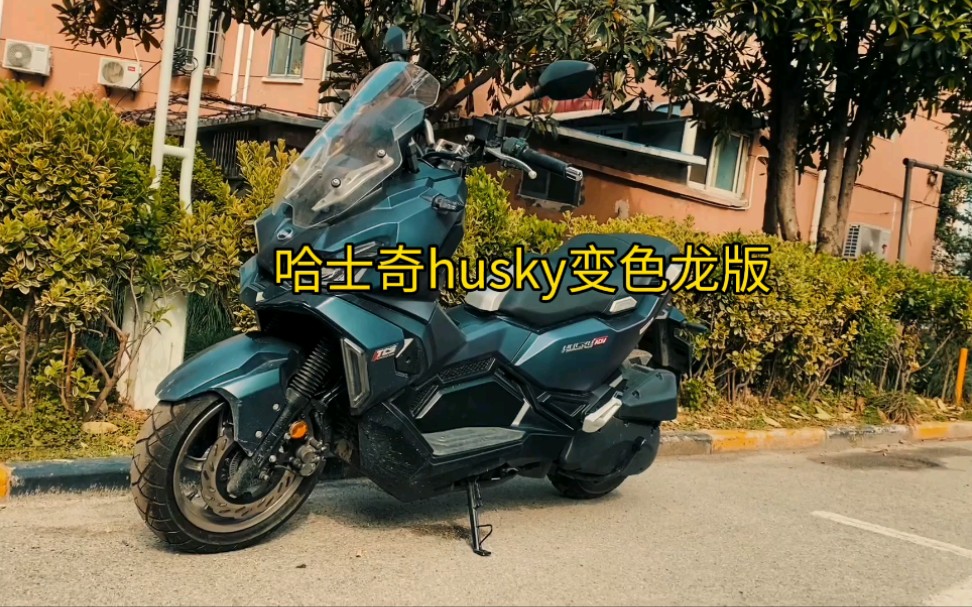 哈士奇husky变色龙版哔哩哔哩bilibili