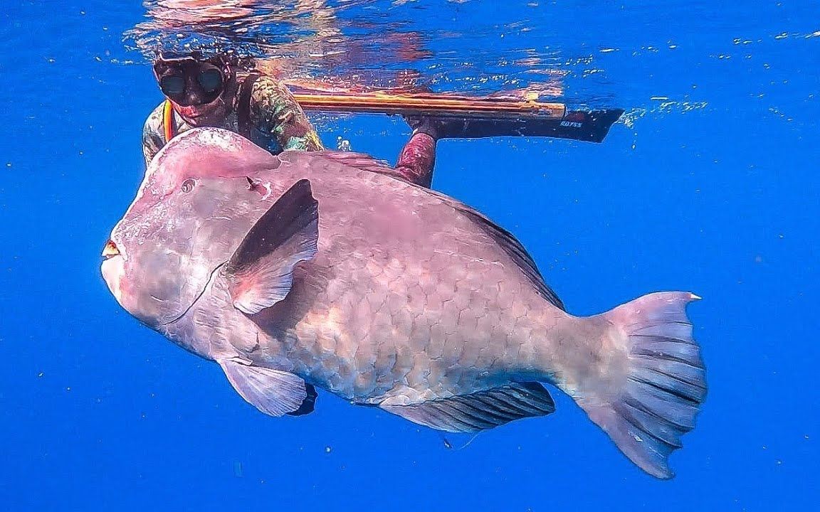 国外牛人猎鱼,猎杀稀有的五十斤猪头鱼,让大家见识一下稀罕货