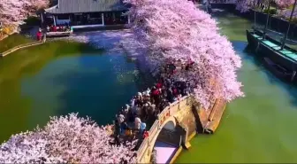 下载视频: 🌼《你来与不来我都在等你》🌼  是由著名词作家绿柳作词，著名的曲作家白狐的曲作者李旭辉作曲，肖锦美原唱的一首歌曲。茫茫人海中有多少的人值得等待，有多少的爱可