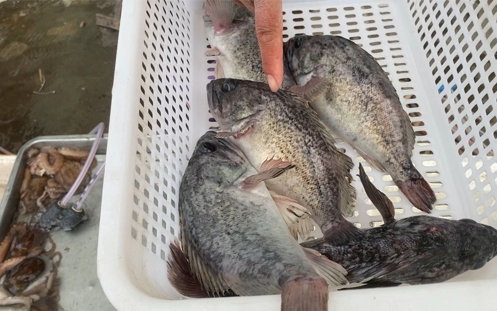 海上大風,出海的不多,黑頭魚竟然還會變色,赤貝挺好