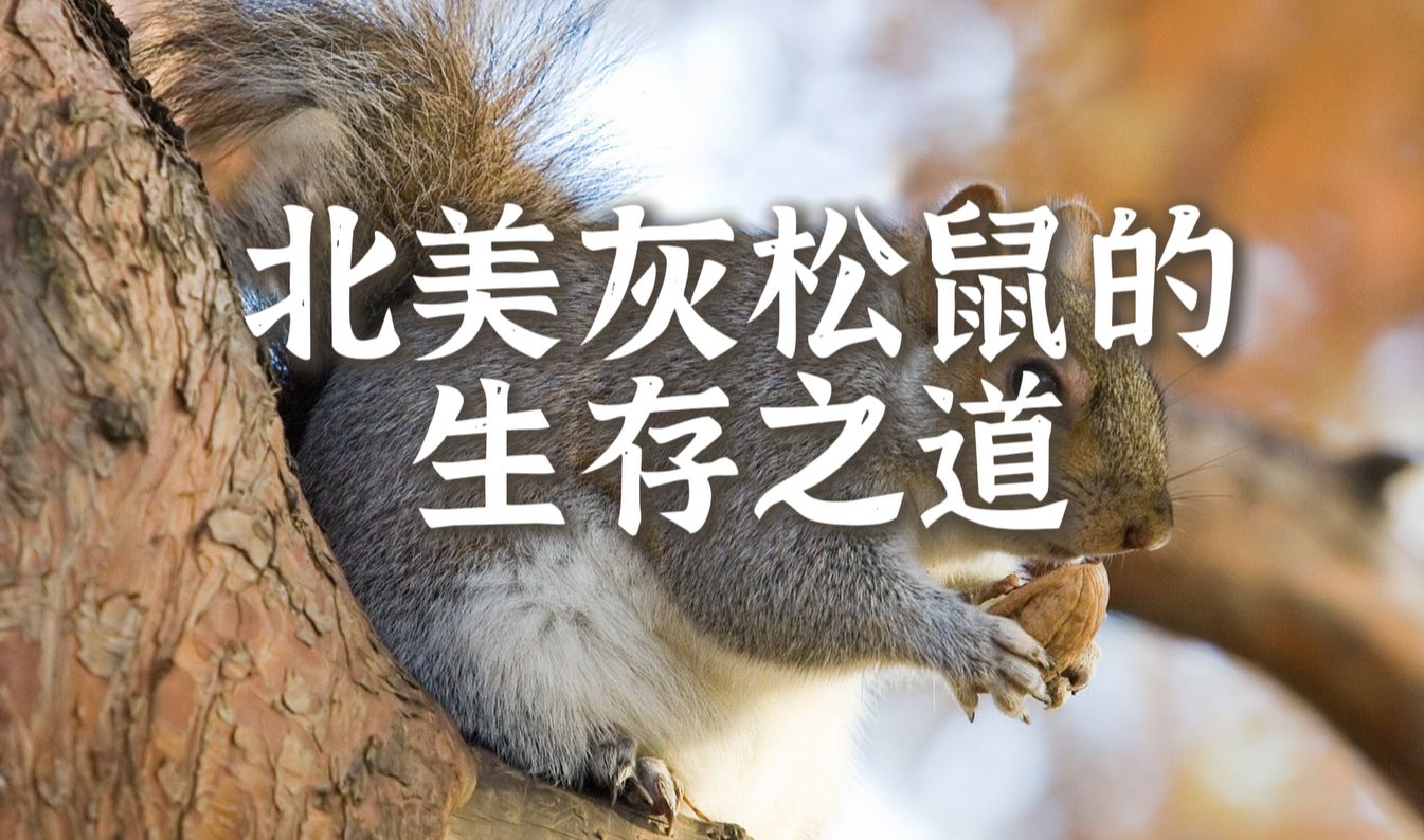 山猫与北美灰松鼠的精彩对决树战老兵的逃生术