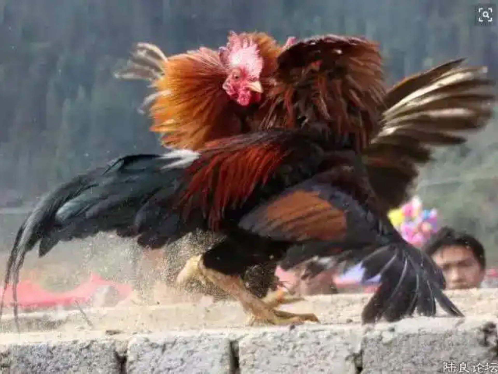 贵州省丹寨县的斗鸡文化特别有名,是丹寨苗族的一种"活态文化"