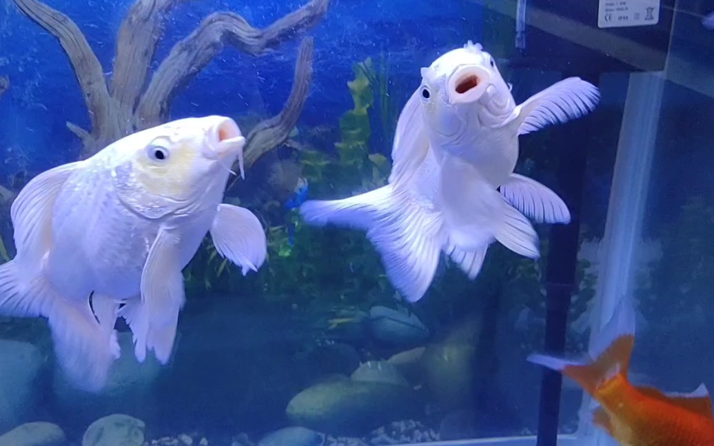 【蝴蝶鲤】 水中仙子蝴蝶鲤—惊若翩鸿,婉若游龙