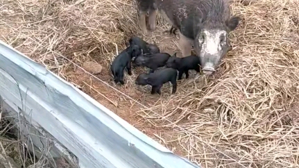 母猪:拍照就拍照,敢打我猪崽子主意一嘴拱飞你哔哩哔哩bilibili