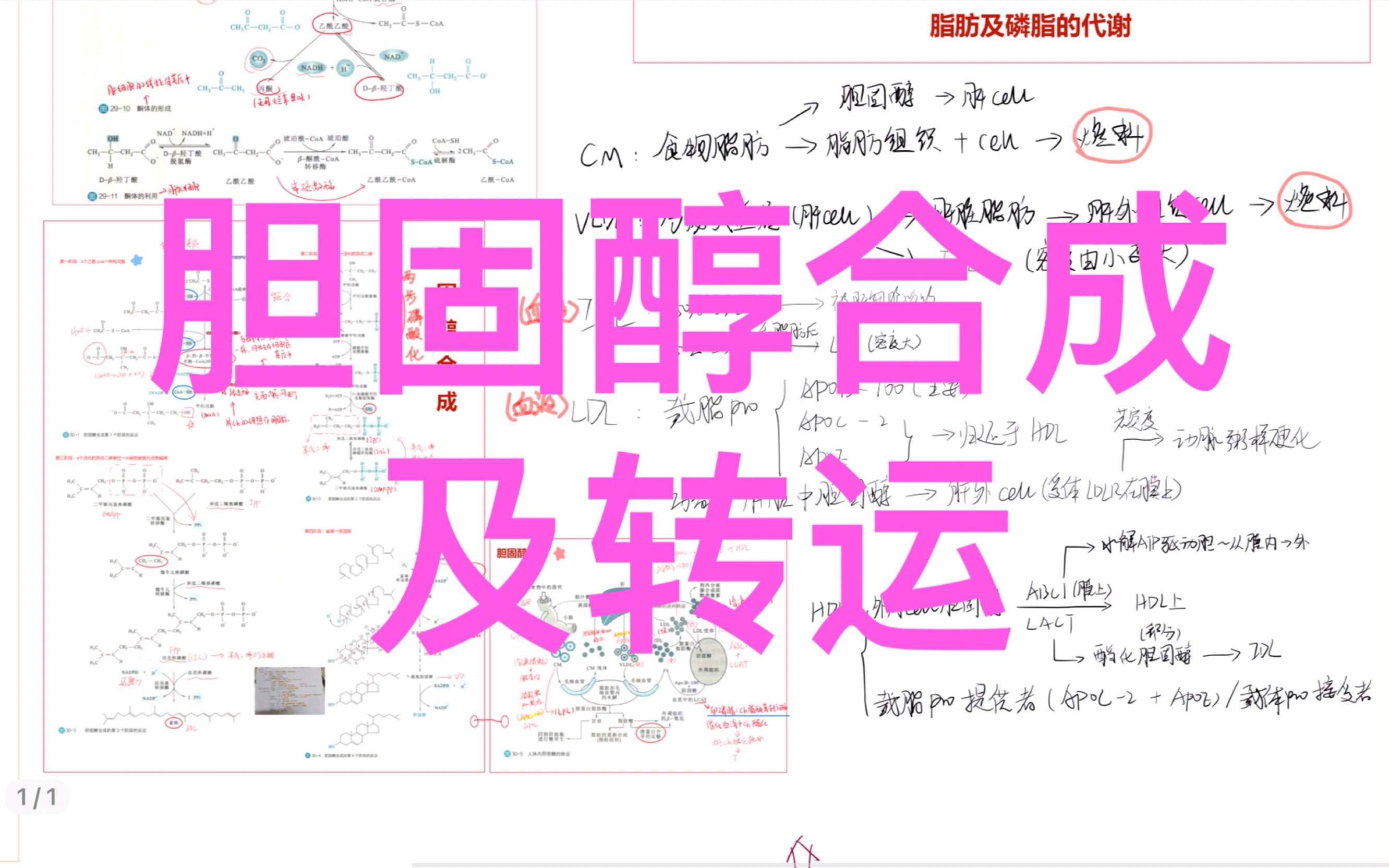 [图]【代谢复盘】胆固醇合成及转运