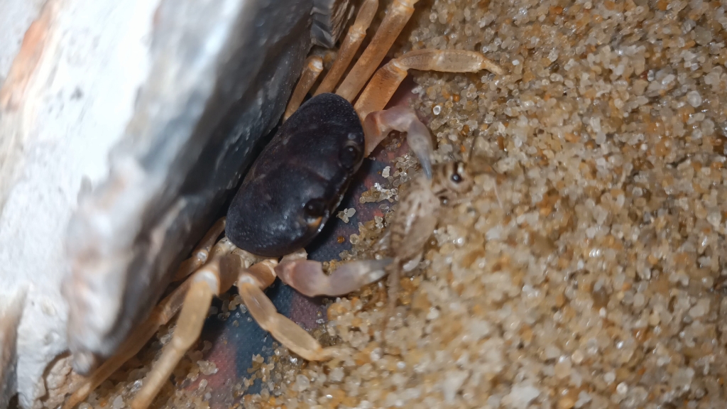 拉氏仿地蟹幼体捕食蟋蟀