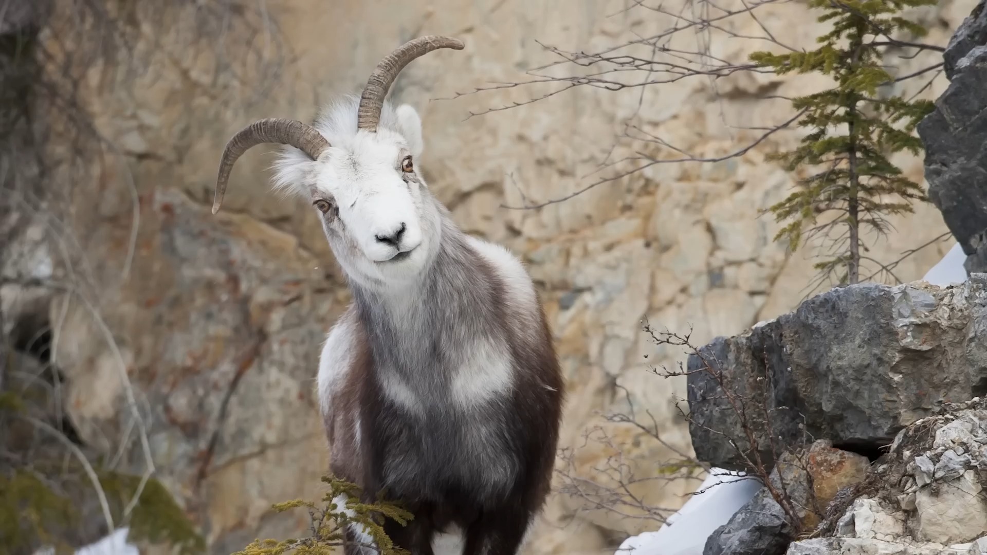 【野生动物】8种野生羊介绍