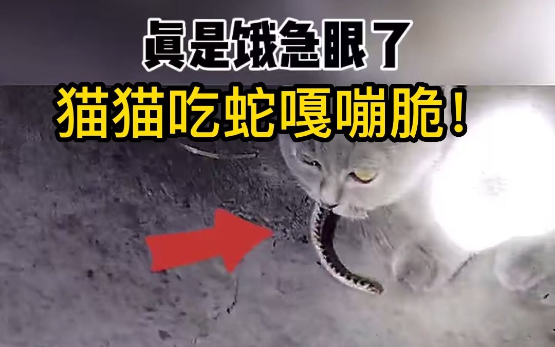 猫猫吃蛇 嘎嘣脆!哔哩哔哩bilibili