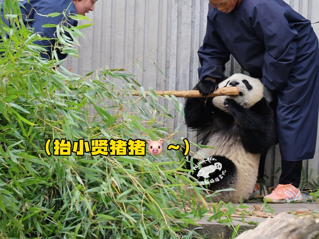 抬小贤猪,胖猪99现在要两个人抬了～李奶妈给小贤苹果,吃完了就抱住