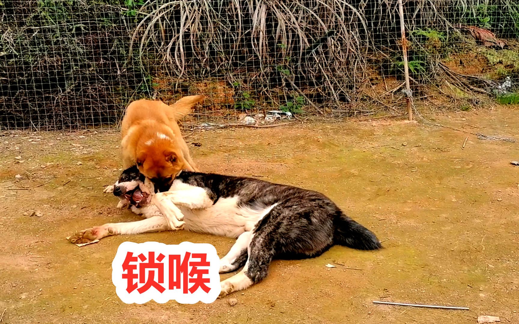 小獵狼犬脾氣大漲面對巨型鬥犬毫不示弱上演鎖喉功