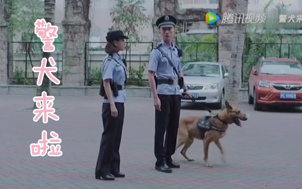 向全世界安利《警犬来啦》!!哔哩哔哩bilibili