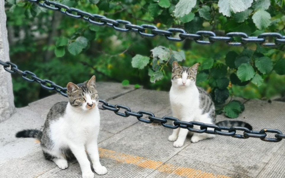 崂山真的可以改名为猫山了,漫山遍野的流浪猫~~哔哩哔哩bilibili