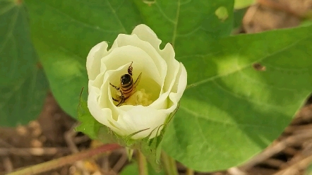 蜜蜂采棉花花花蜜