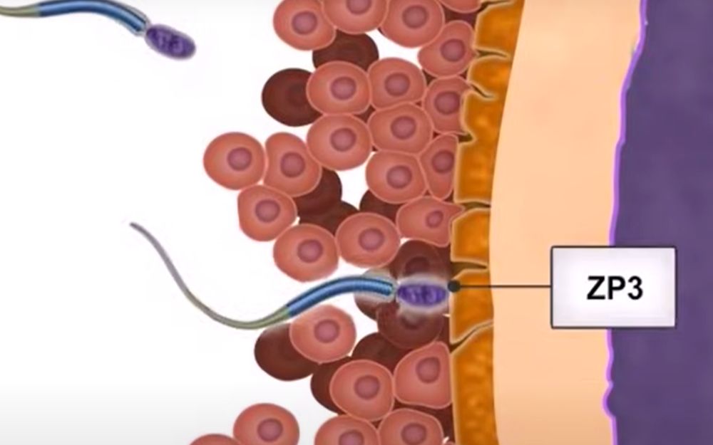 精卵受精机制:顶体反应水解酶ZP3钙离子皮质颗粒多精受精第二极体核融合哔哩哔哩bilibili