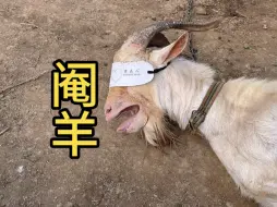 Tải video: 纯手工阉割大公羊，只因顶人太猛…