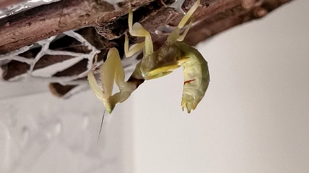 黄花螳螂的羽化(非完整版,后面看到人,主角跑了…)