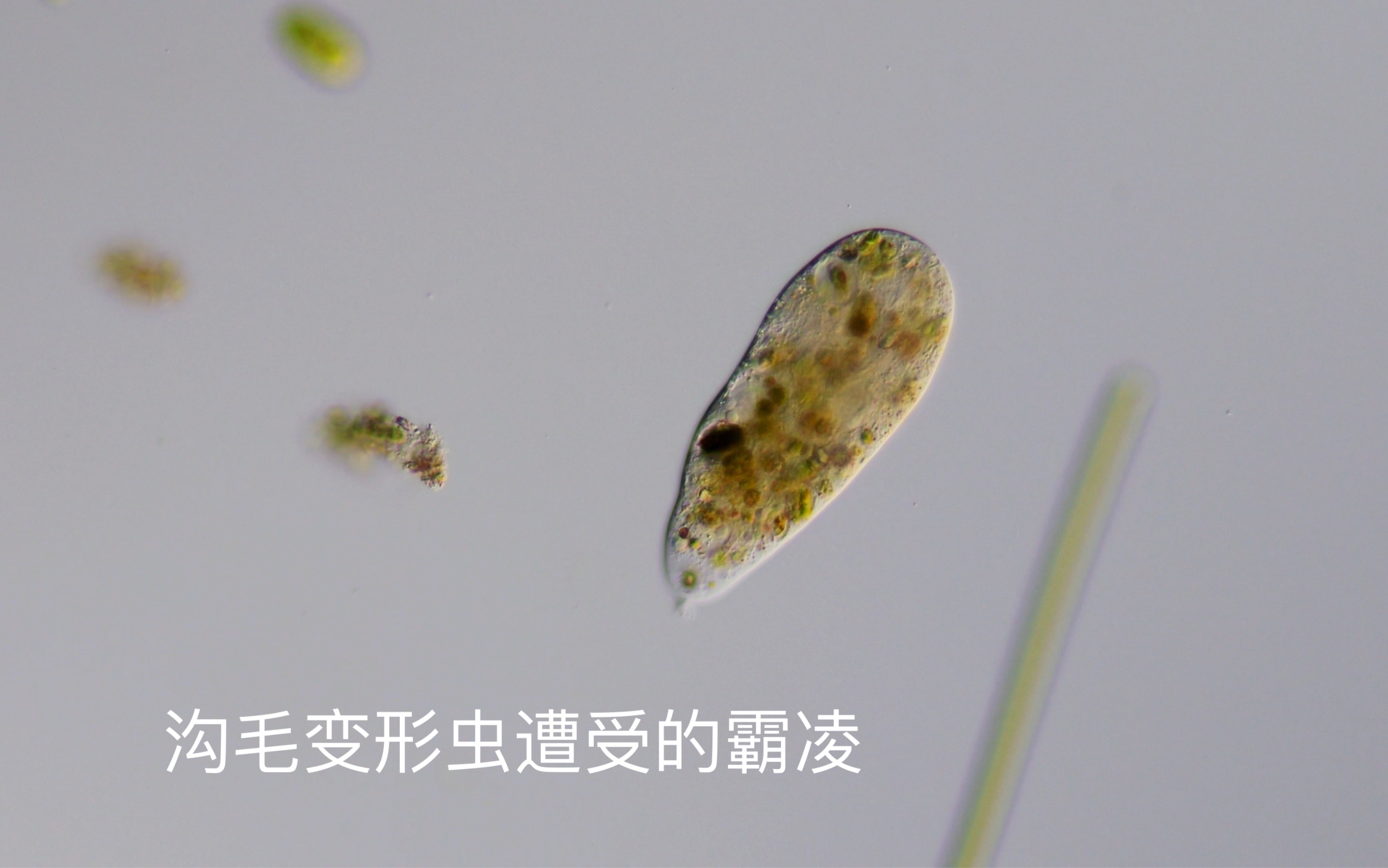 毛变形虫属蛞蝓状,体型较大,后端有小球,通常单伪足行进,以藻类为食.