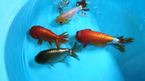 金鱼 胖乎乎 年画脸 的小金鱼 哔哩哔哩 Bilibili