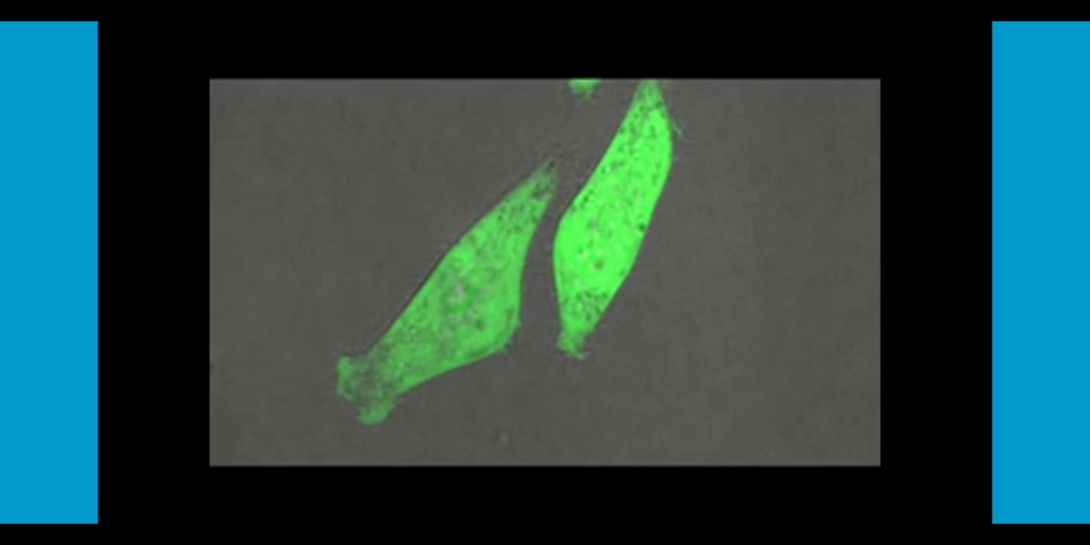 【细胞生物学】细胞迁移哔哩哔哩bilibili