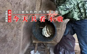 Скачать видео: 看！九月蜜源大增蜂变多，我们还是去摘蜜桔吧