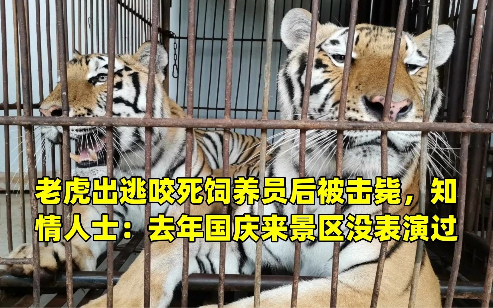 老虎出逃咬死飼養員後被擊斃,知情人士:去年國慶來景區沒表演過