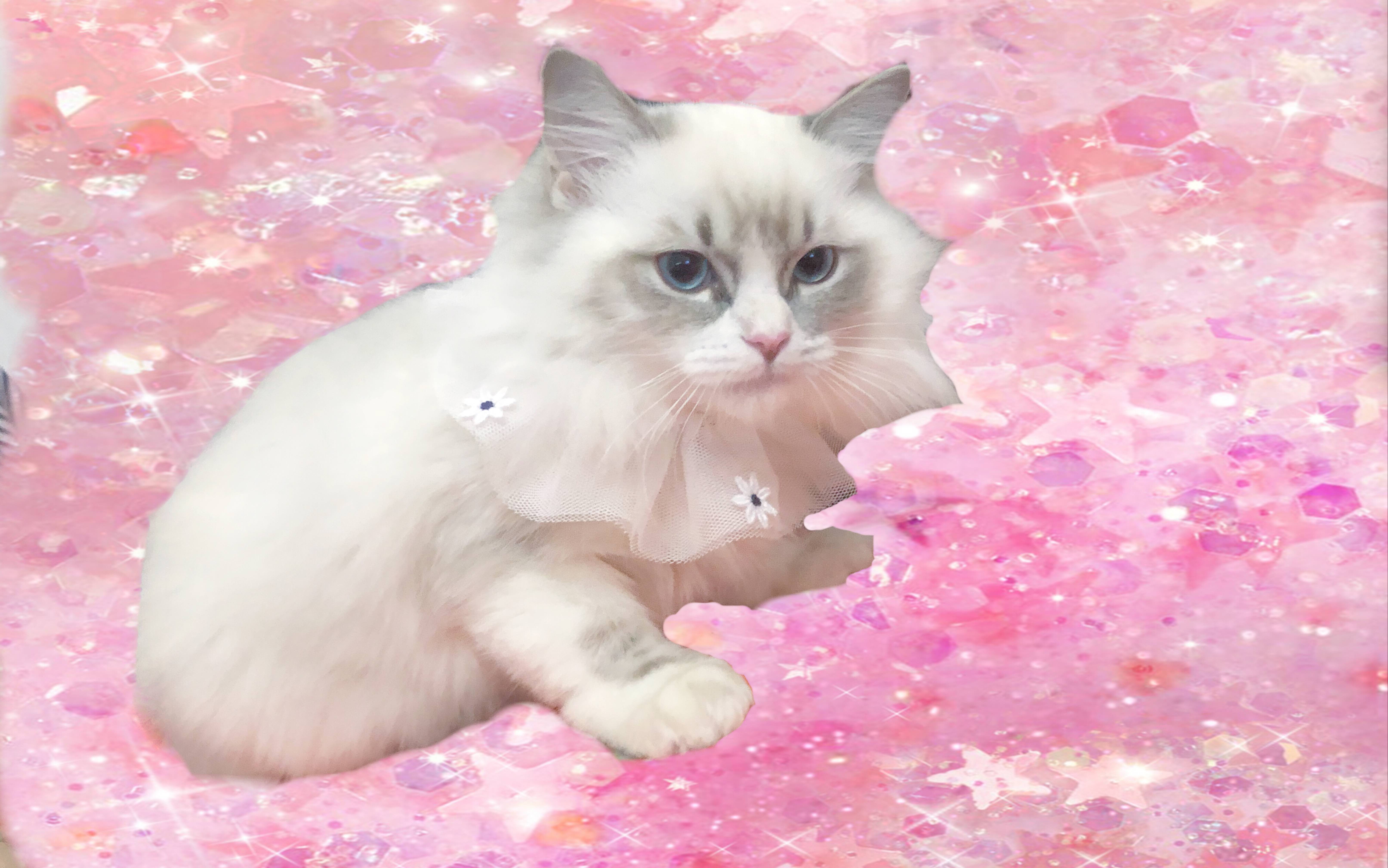 【布偶猫】可爱珍珠,在线撩人