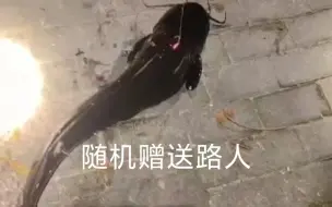 Tải video: 埃及鲶鱼，外来入侵物种，随机赠送路人