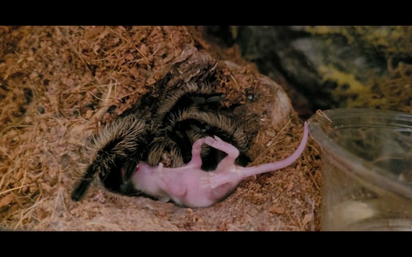 狼蛛拖着尖叫的粉红色老鼠到它的巢穴现场喂食警告72