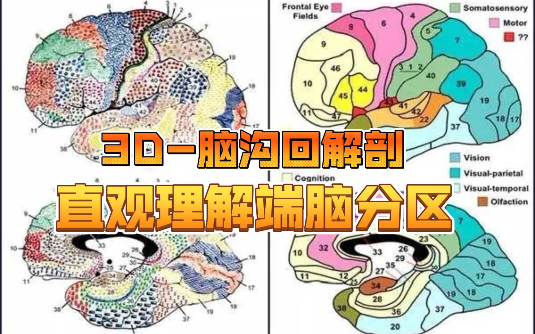 【颅脑解剖】3D脑沟回的识别|中英文|医学英语单词必备哔哩哔哩bilibili