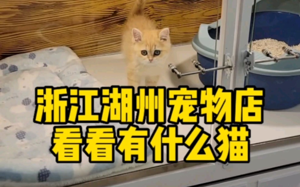 浙江湖州吴兴区宠物店里面有什么品种的猫咪?哔哩哔哩bilibili