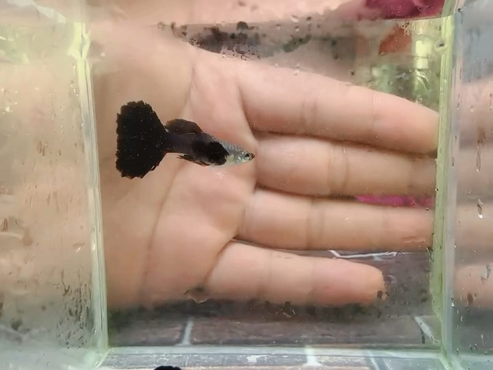 水墨大耳孔雀鱼#孔雀鱼#高端孔雀鱼#稀有孔雀鱼