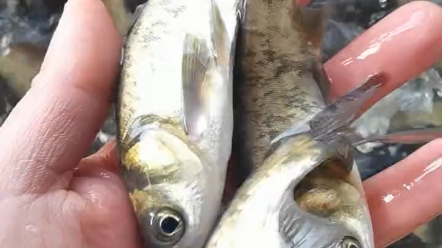 汕头市淡水鱼苗养殖场地大头鱼鱼苗