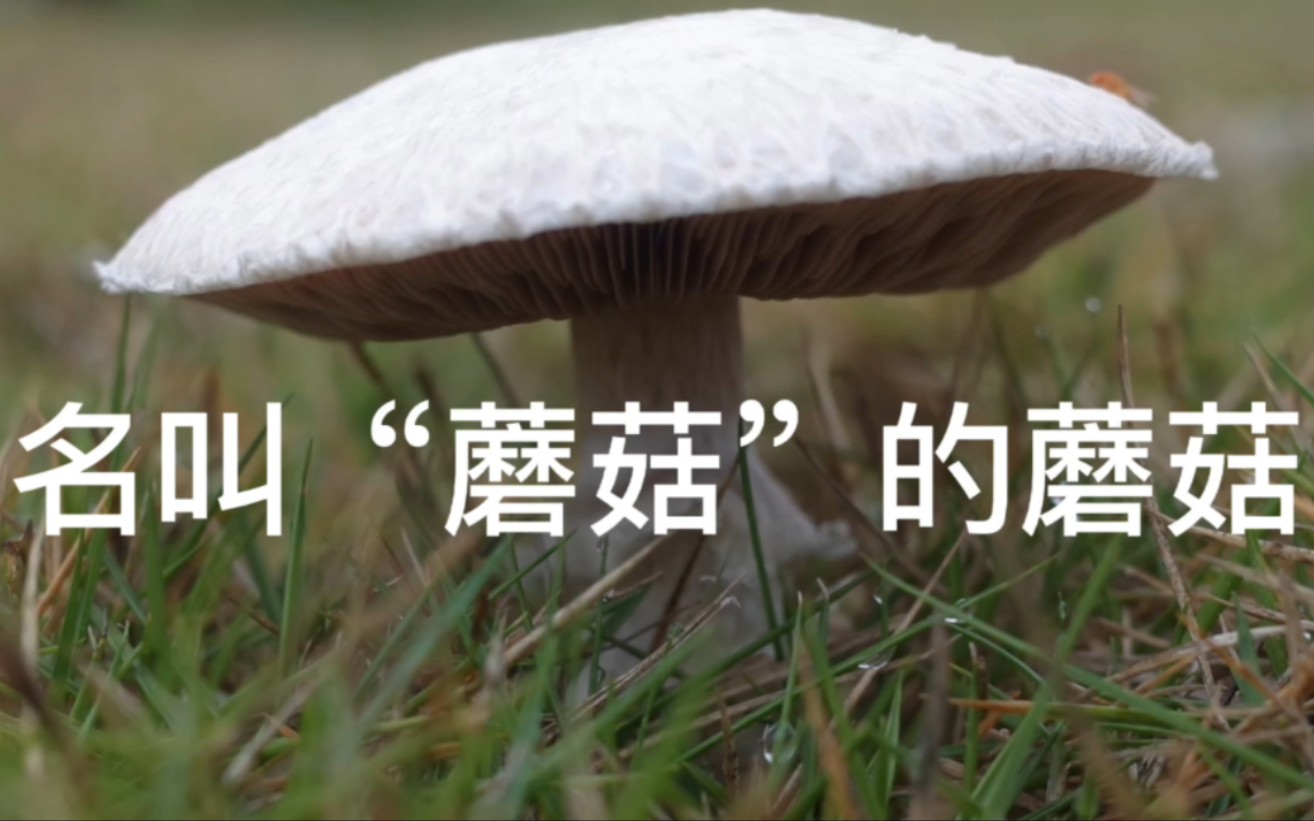 [图]血统最纯正的蘑菇长啥样？