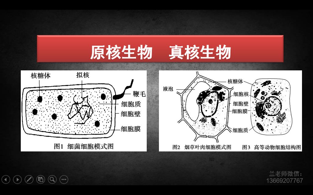 原核生物与真核生物概念辨析【更新】哔哩哔哩bilibili