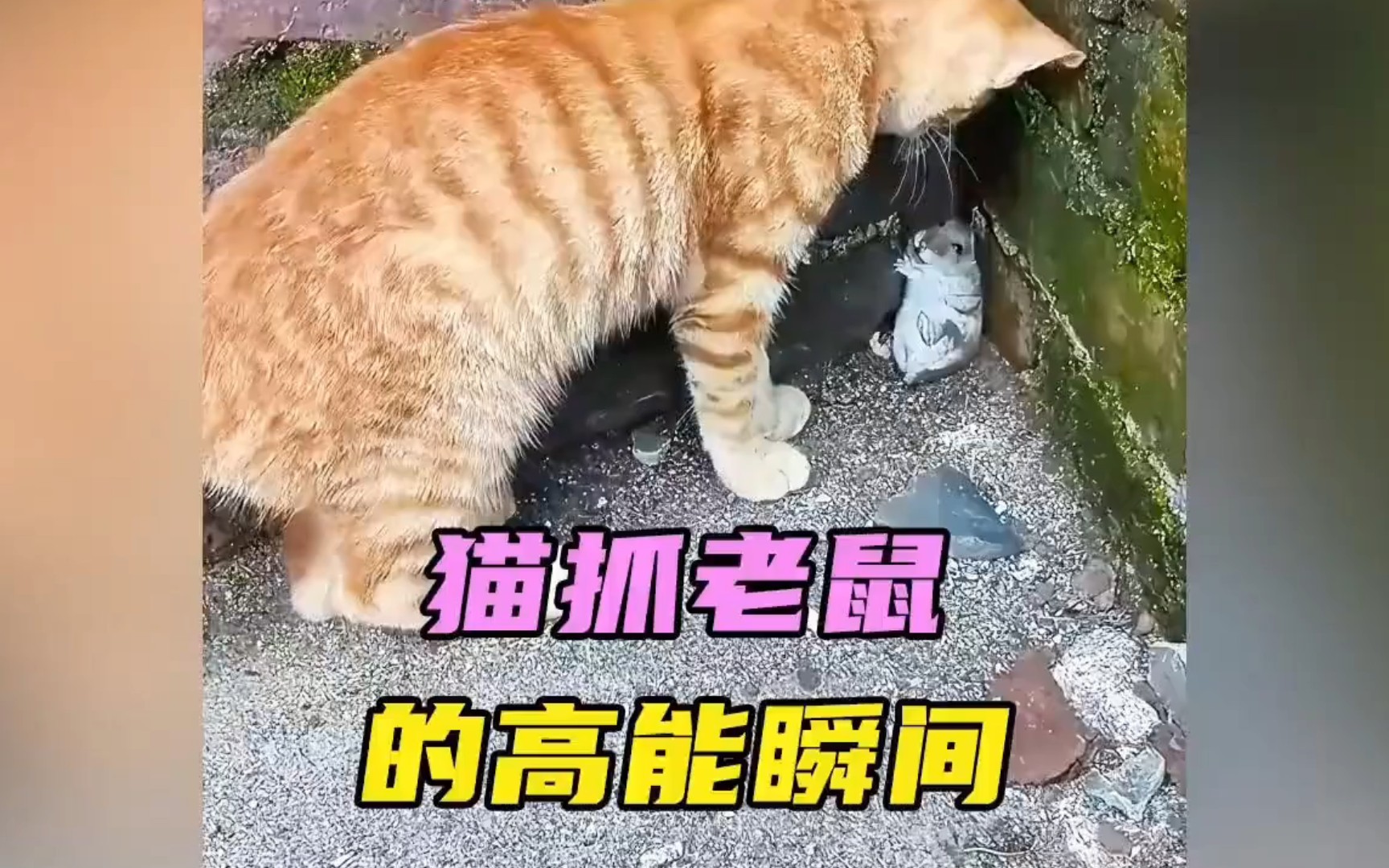 [图]猫鼠大战：血脉压制下的高能瞬间！