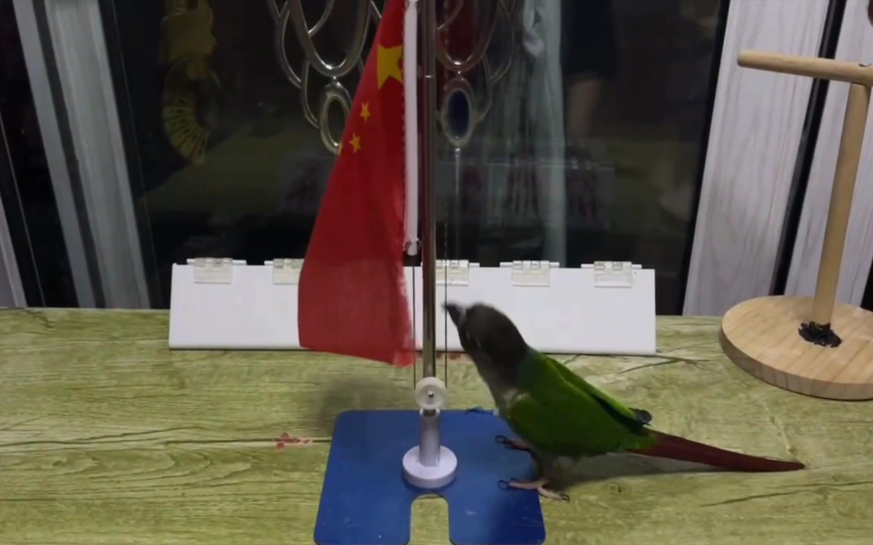 这只小太阳鹦鹉成精了都会升国旗了