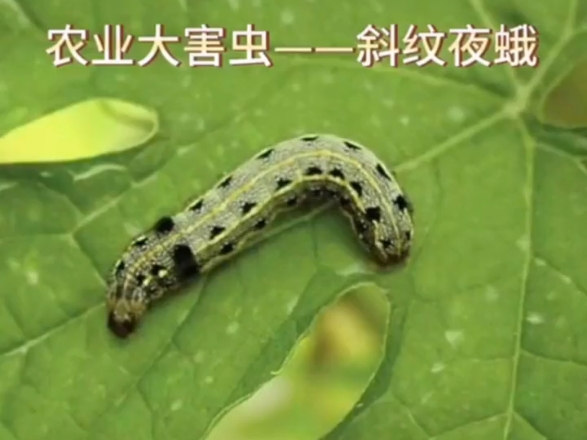斜纹夜蛾对植物会造成哪些影响