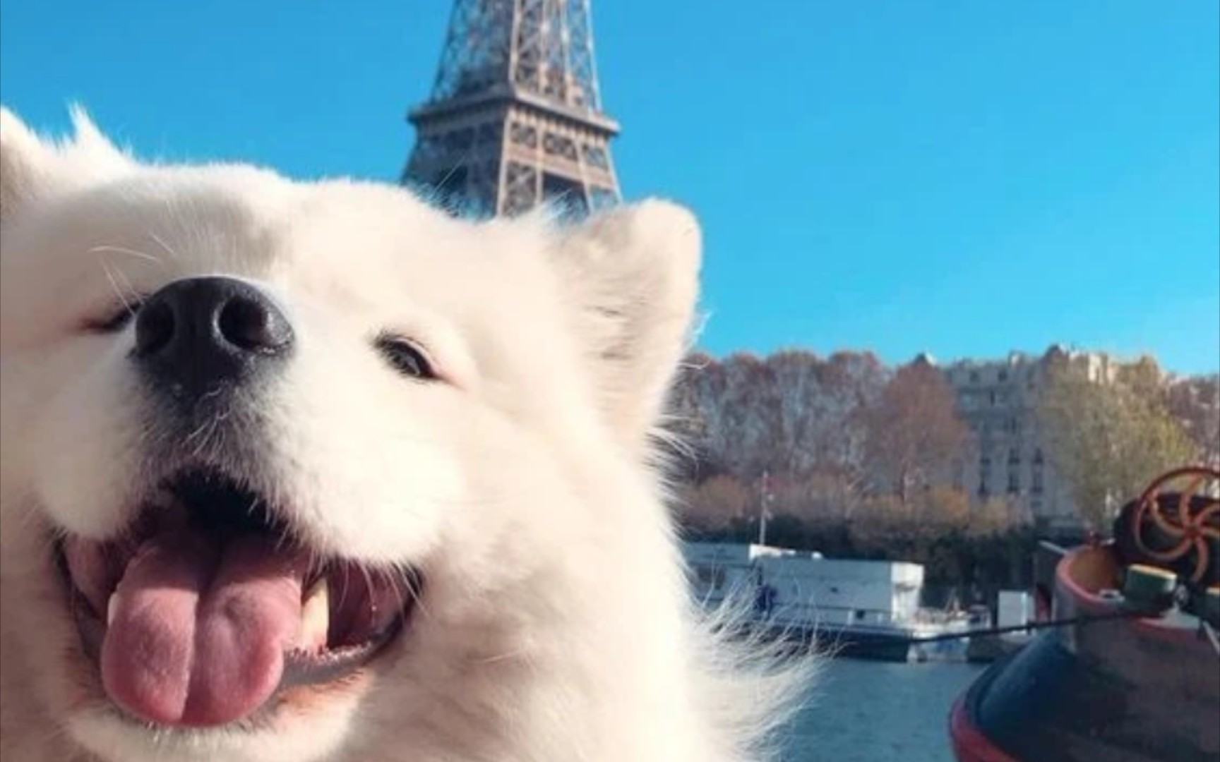 快乐狗勾耶耶小天使!