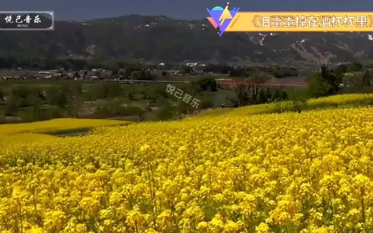 [图]《泪蛋蛋掉在酒杯杯里》《梅花泪》《爱情这杯酒谁喝都得醉》