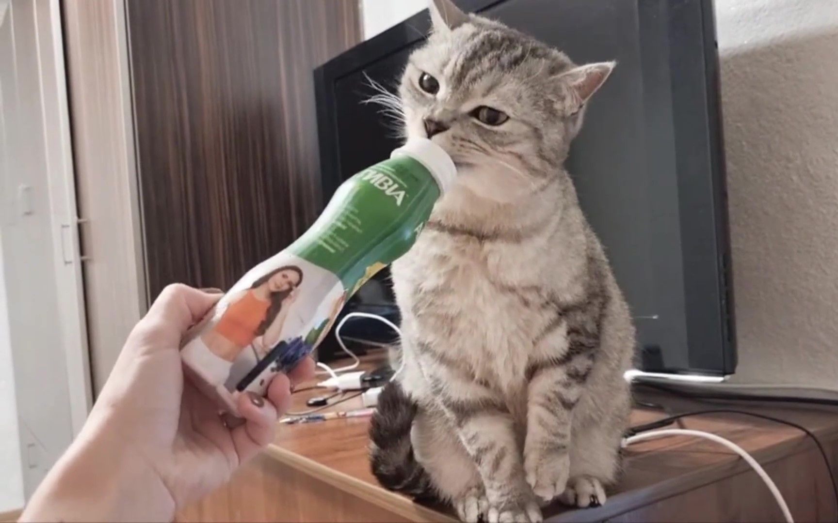 猫咪也喜欢喝酸奶