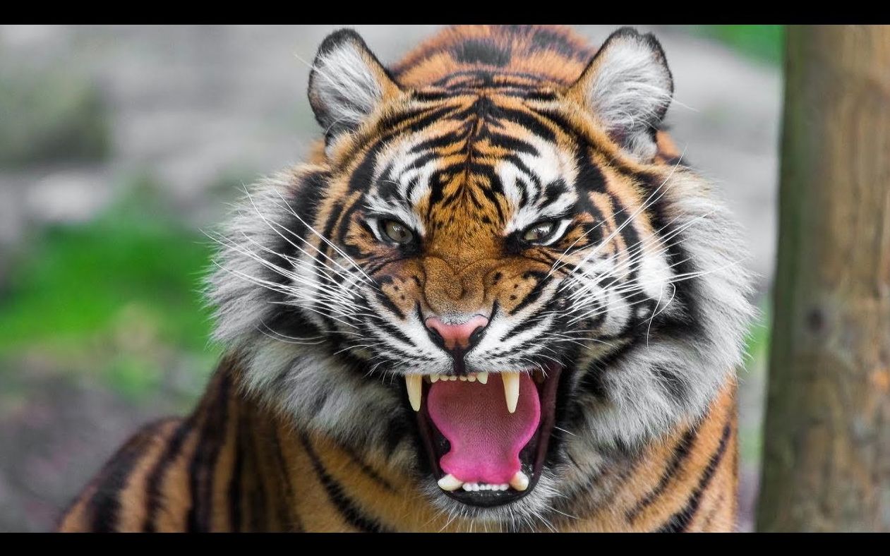 【failarmy】外国人翻车,落水,爆炸,玩滑板,搞笑奇葩视频集锦134