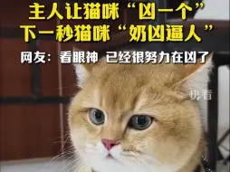 Video herunterladen: 主人让猫咪“凶一个”，下一秒猫咪“奶凶逼人”！网友：看它的眼神，已经很努力在凶了……