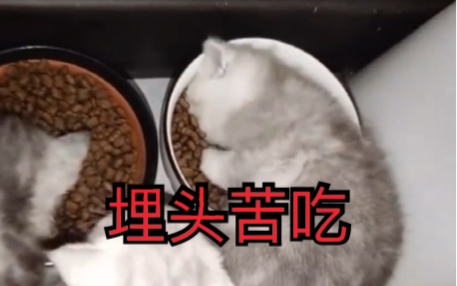 关于猫的成语哔哩哔哩bilibili