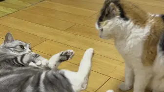 就喜欢看打架