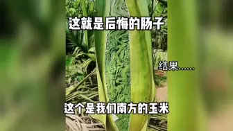 Download Video: 这个就是后悔的肠子！